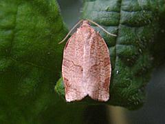 Oblique-banded Leafroller Moth